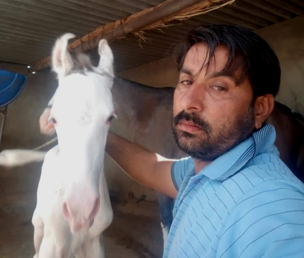 घोड़ी के स्वभाव में है अटूट प्रेम