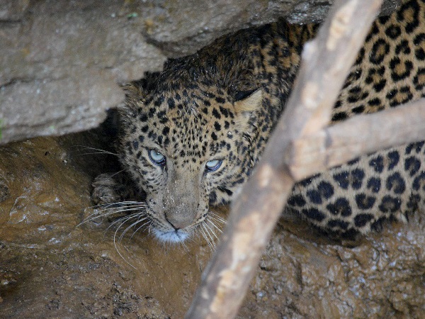 पैंथर भी इनकी तरह का, लेकिन काला