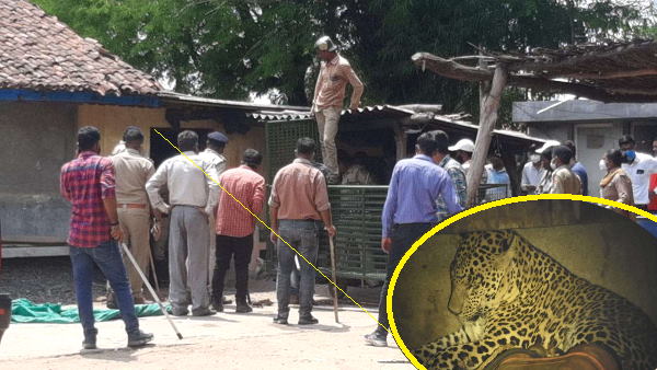 कहां मिलते हैं जगुआर?