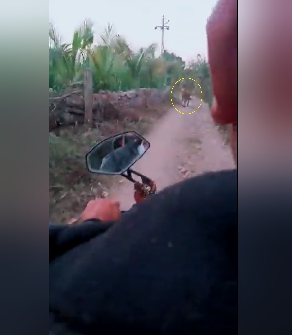 'लगभग सभी जंगली बिल्लियां समान हैं'