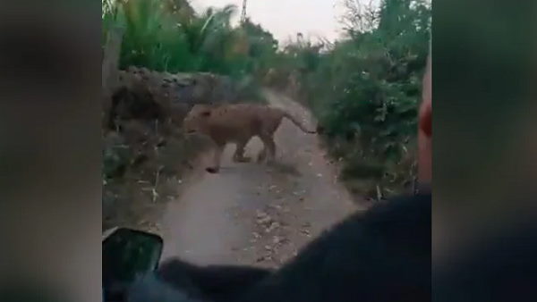 स्कूटी सवार 2 लोगों का शेरनी से सामना हो गया