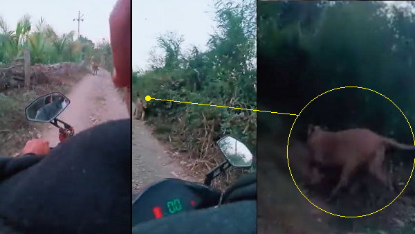 सोशल साइट्स पर वायरल हो गया यह वीडियो