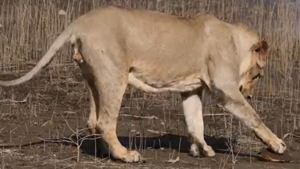 लोग कर रहे सवाल- हमला क्‍यों नहीं किया?