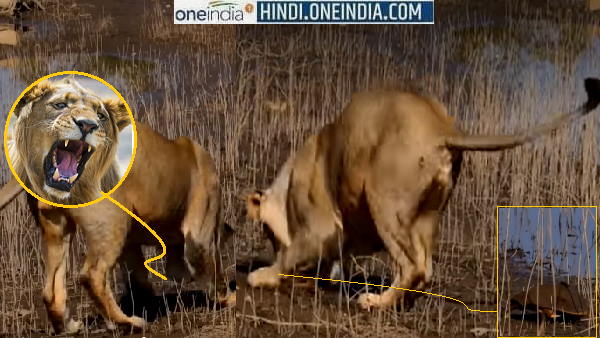 गुजरात के सासन गिर की घटना