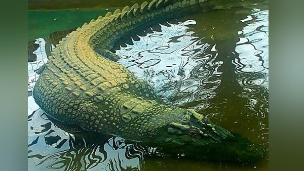 दुनियाभर में मशहूर था मगरमच्छ