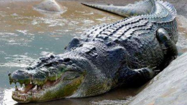 गिनीज वर्ल्ड रिकॉर्ड में दर्ज है नाम