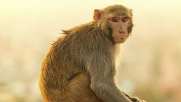 उत्तरी अफ्रीफा में ज्यादा हैं