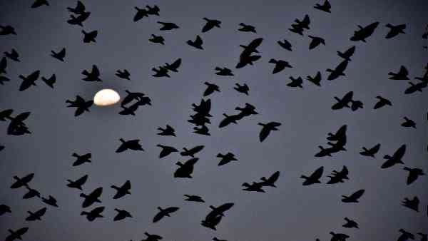 पहले पुराना फाल्कन-9 रॉकेट बताया गया था