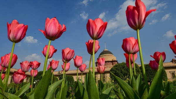 अलग-अलग किस्म के खूबसूरत फूल