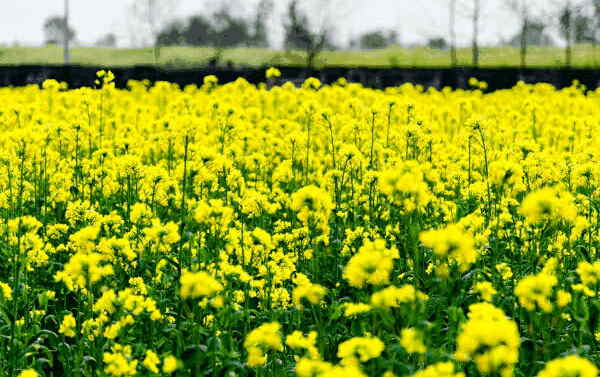 अब क्या करने का मकसद है? अब क्या करने का मकसद है?