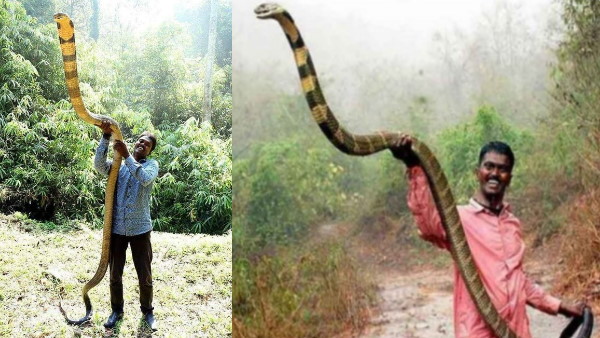 स्नेक मास्टर वावा सुरेश की कहानी