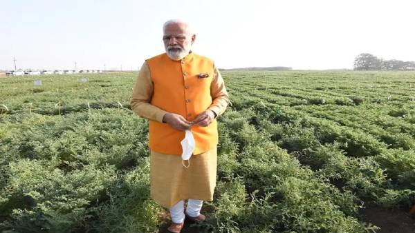 मटर के दानों में राजनीतिक का स्वाद