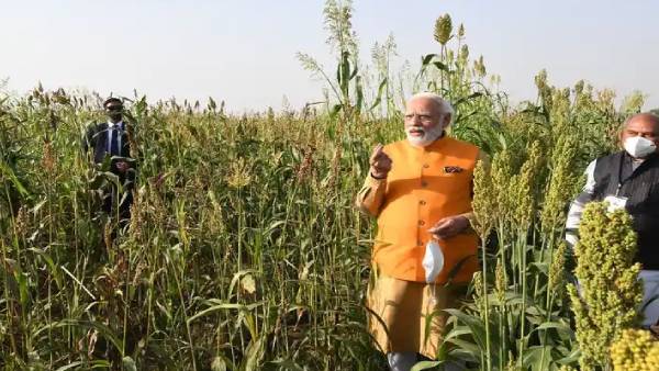 हरा चना खाने खेत में पहुंच गये पीएम मोदी