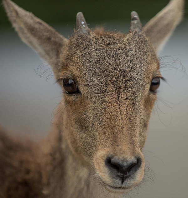 हिमालयन ताहर, उूंचे क्षेत्रों के 'खिलाड़ी'