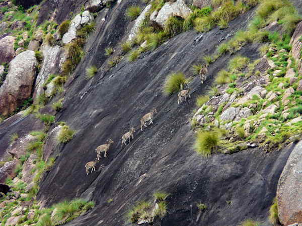 भारत-नेपाल में मिलते हैं