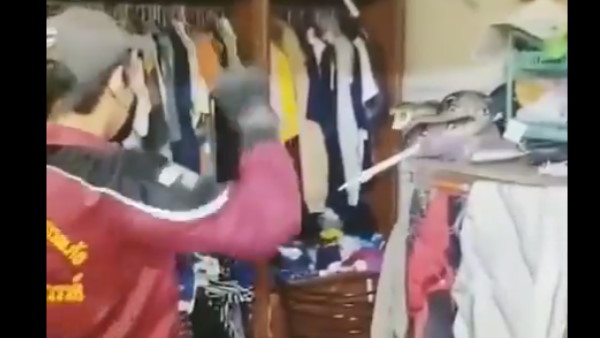 फॉल सीलिंग में कैसे पहुंचा अजगर? फॉल सीलिंग में कैसे पहुंचा अजगर?