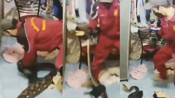 अजगर को लग सकती है चोट अजगर को लग सकती है चोट