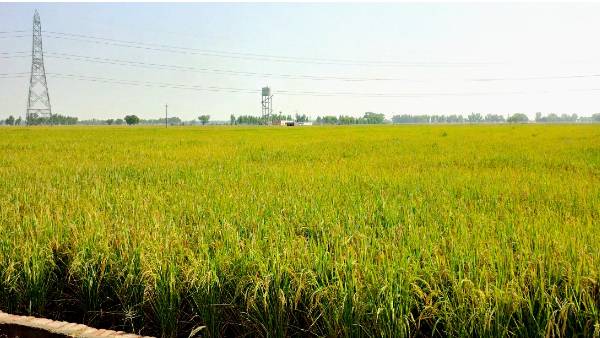 पंजाब ने किया कृषि का आधुनिकीकरण पंजाब ने किया कृषि का आधुनिकीकरण