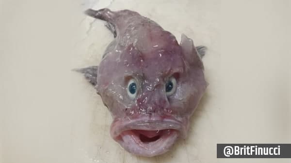 न्यूजीलैंड के वैज्ञानिकों को मिला 'बेबी घोस्ट शार्क' न्यूजीलैंड के वैज्ञानिकों को मिला 'बेबी घोस्ट शार्क'