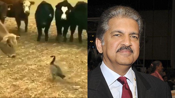 बत्तख की दिलेरी देखकर आनंद महिंद्रा रह गए दंग