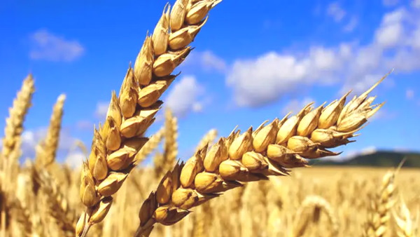 राजस्थान में पहली बार कृषि बजट