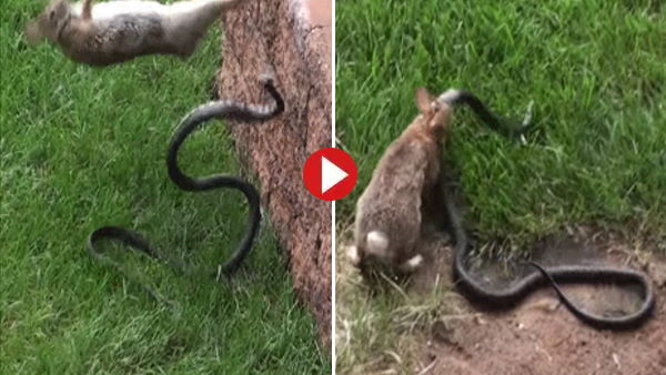 जहरीले सांप से भिड़ गया खरगोश