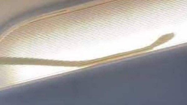 कैसे फ्लाइट के अंदर पहुंचा सांप?
