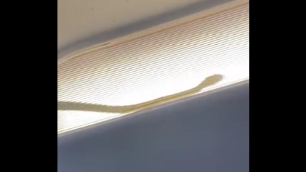 फ्री की यात्रा कर रहा था सांप