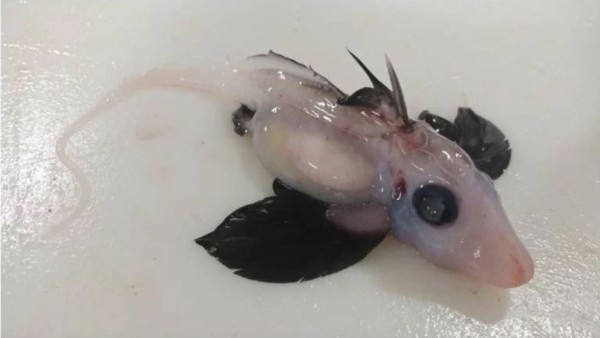 जल्द शुरू होगी घोस्ट बेबी शार्क पर रिसर्च