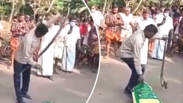 सांप को अपने हाथों से पकड़ने की गलती