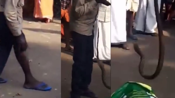 सांप ने किया जानलेवा हमला