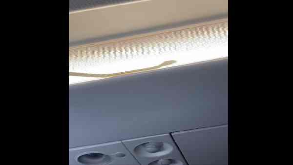 सांप विमान में कैसे घुसा ?