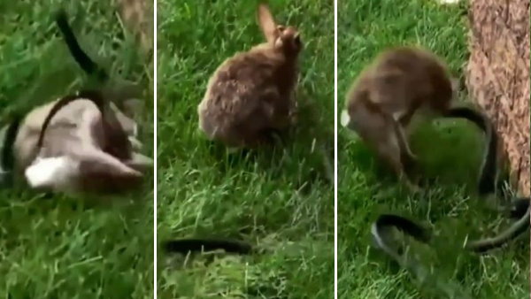 जब सांप ने किया खरगोश पर हमला तो...