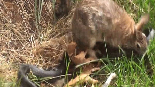 नागिन के लिए आपस में भिड़ गए दो कोबरा सांप