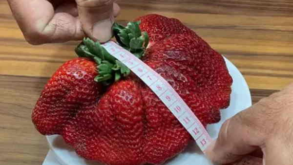 आईफोन से ज्यादा है भारी आईफोन से ज्यादा है भारी