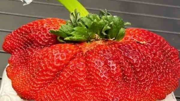 वायरल हुआ स्ट्रॉबेरी का वीडियो वायरल हुआ स्ट्रॉबेरी का वीडियो
