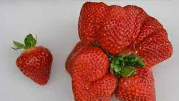 साल 2015 में 250 ग्राम का सबसे ज्यादा भारी था स्ट्रॉबेरी साल 2015 में 250 ग्राम का सबसे ज्यादा भारी था स्ट्रॉबेरी