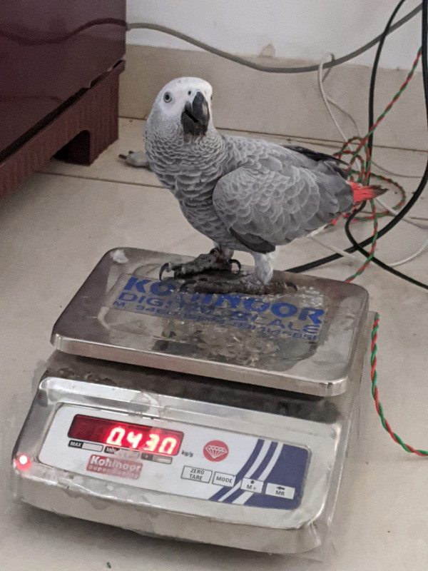 दो में से एक तोता गुम हो गया