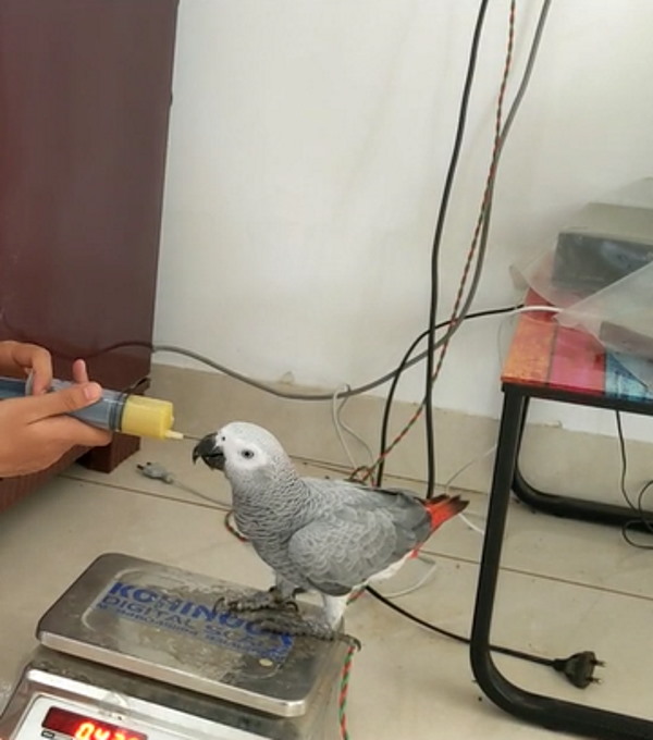 शिरींज से ही दूध व जूस पिलाया जाता