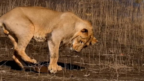 सिर को खोल में घुसा लेता था कछुआ