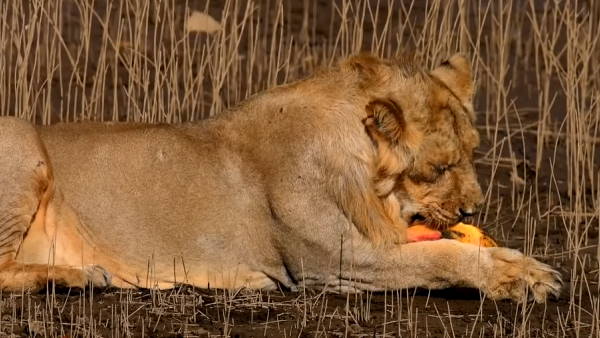 सबसे पहले शेरनी ने कछुए को नोंचा