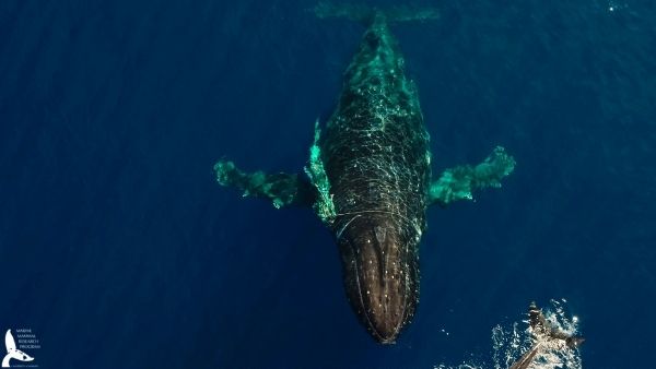 49 दिनों का लंबा सफर