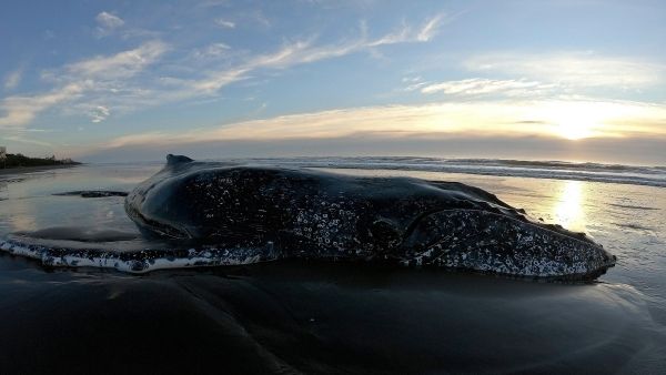 व्हेल पर सोच का तरीका बदला