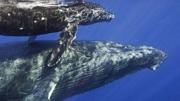 संभोग के लिए व्याकुल