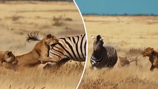 जिंदगी और मौत की जंग