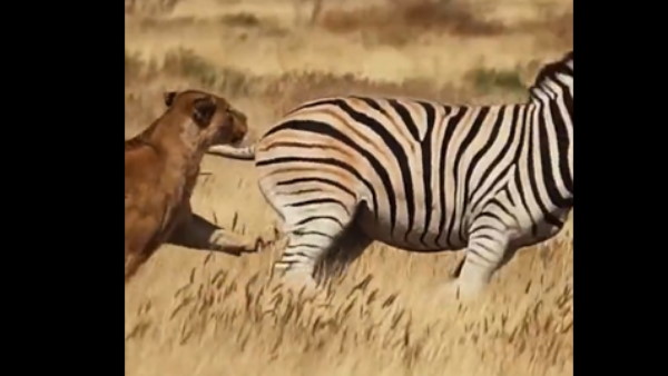 किसकी हुई जीत?