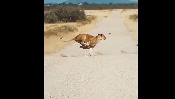 शेरनियों को चटा दी धूल