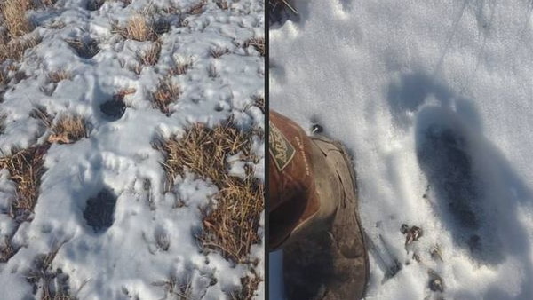 क्या किसी ने जानबूझकर बनाए ये निशान?