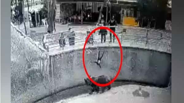 मां ने तीन साल की बच्ची को भालू के सामने धकेला मां ने तीन साल की बच्ची को भालू के सामने धकेला