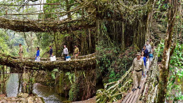 500 साल तक चलते हैं ये रूट ब्रिज 500 साल तक चलते हैं ये रूट ब्रिज